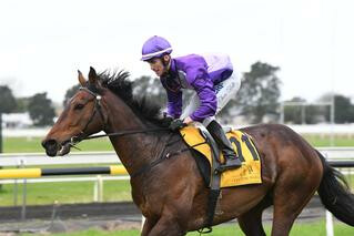 Master Fin (NZ) (Nom du Jeu) receives a guaranteed start in the Jericho Cup at Warrnambool on 29 November. 